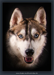 Kepp-Mediendesign-Tierfoto